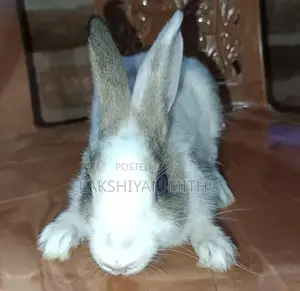 Rabbit