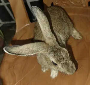 Rabbits