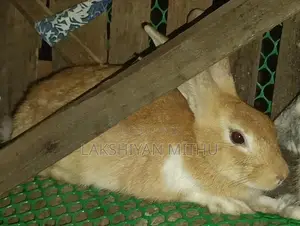Rabbits