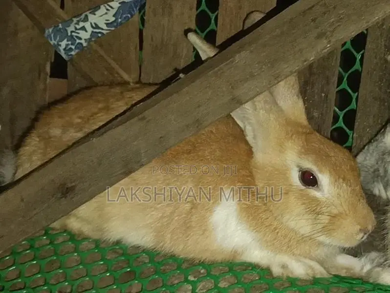 Rabbits