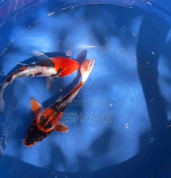 Koi Carp Fish