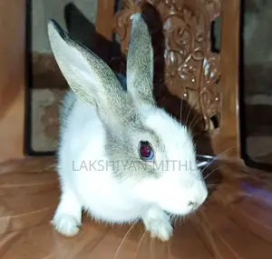 Rabbit
