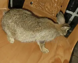 Rabbits