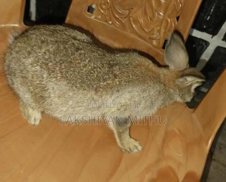 Rabbits
