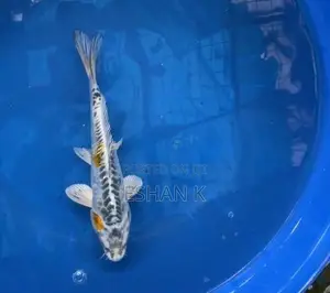 Koi Carp Fish