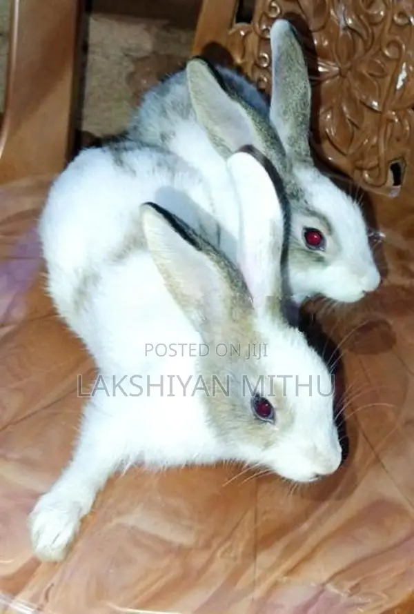 Rabbit