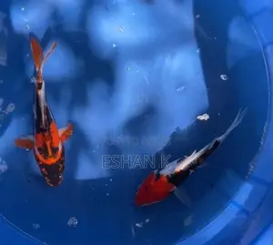 Koi Carp Fish