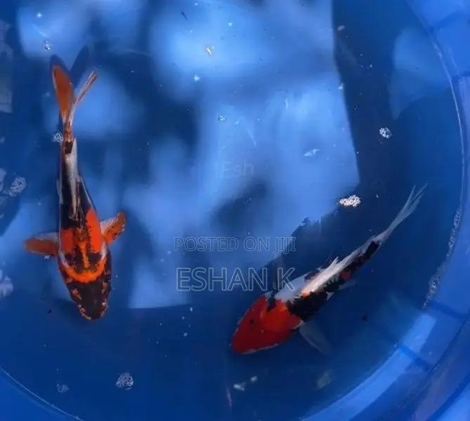 Koi Carp Fish