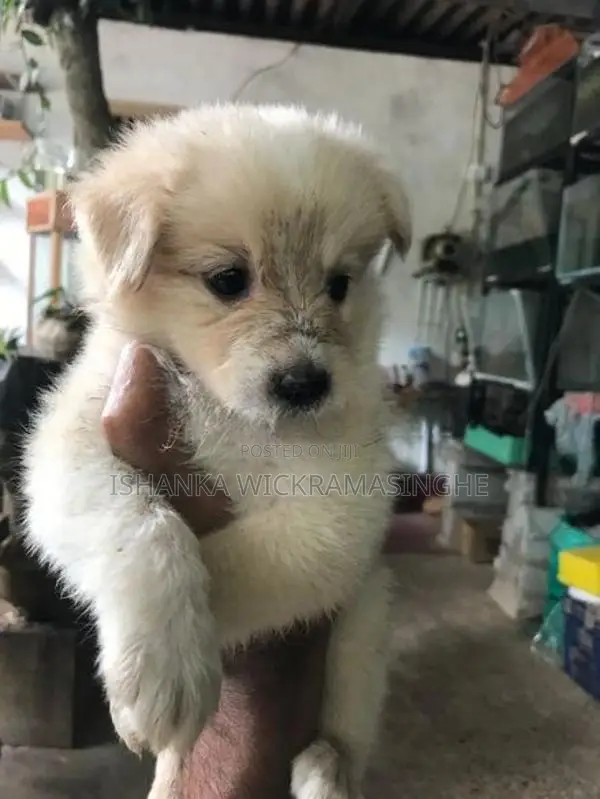 Lion Pomeranian Puppy