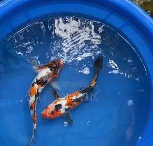 Koi Carp Fish