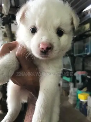 Lion Pomeranian Puppy