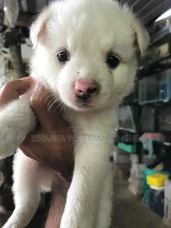 Lion Pomeranian Puppy