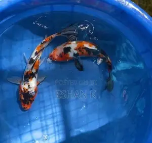Koi Carp Fish