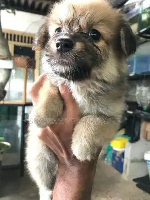 Lion Pomeranian Puppy