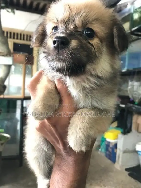 Lion Pomeranian Puppy