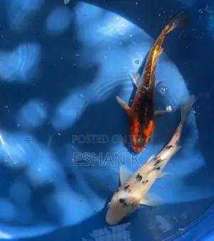 Koi Carp Fish