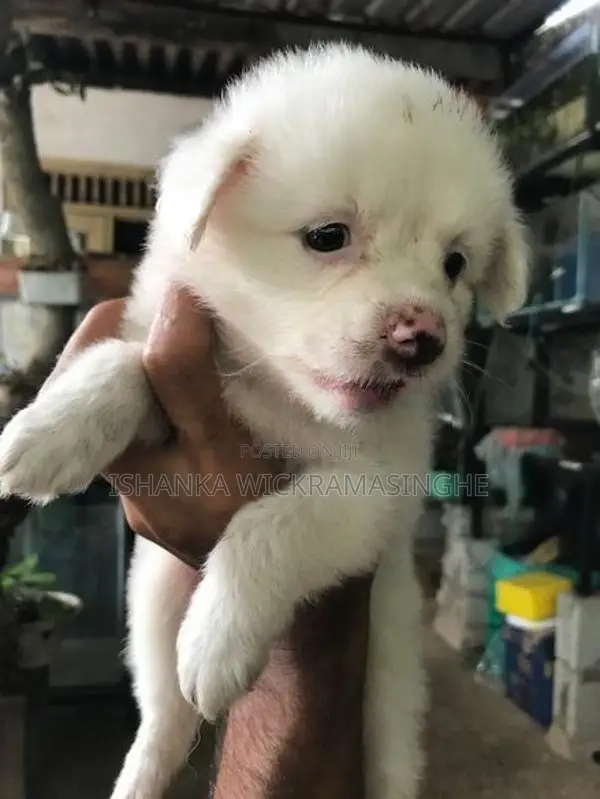 Lion Pomeranian Puppy