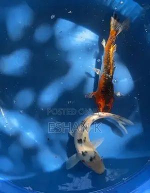Koi Carp Fish