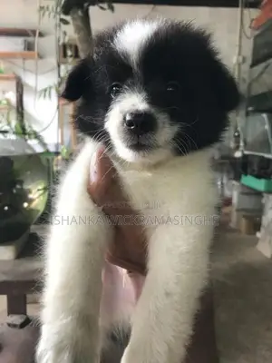 Lion Pomeranian Puppy