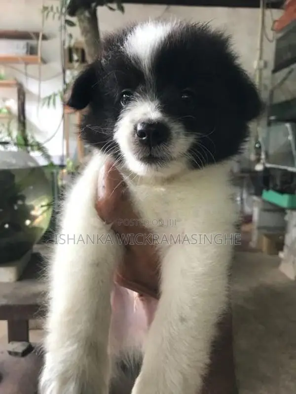 Lion Pomeranian Puppy
