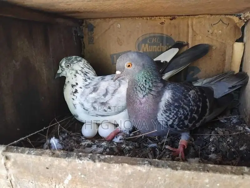 Pigeon