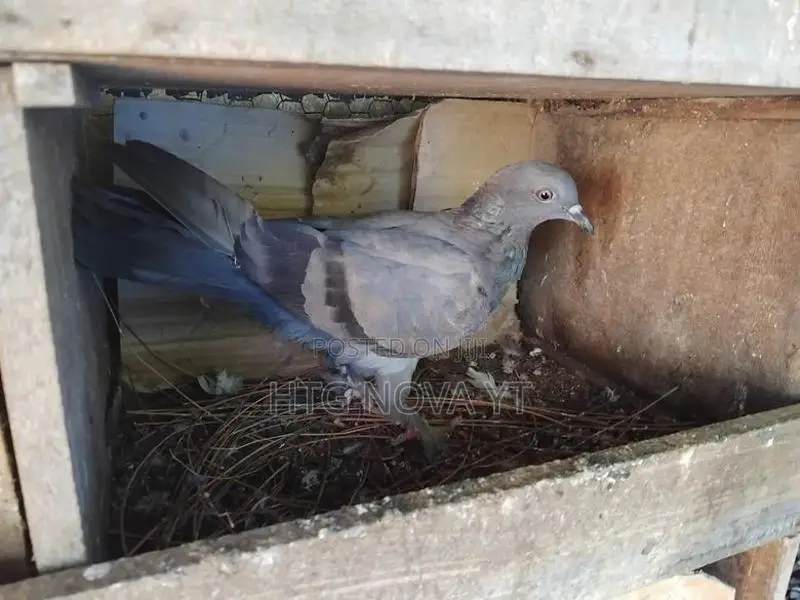 Pigeon