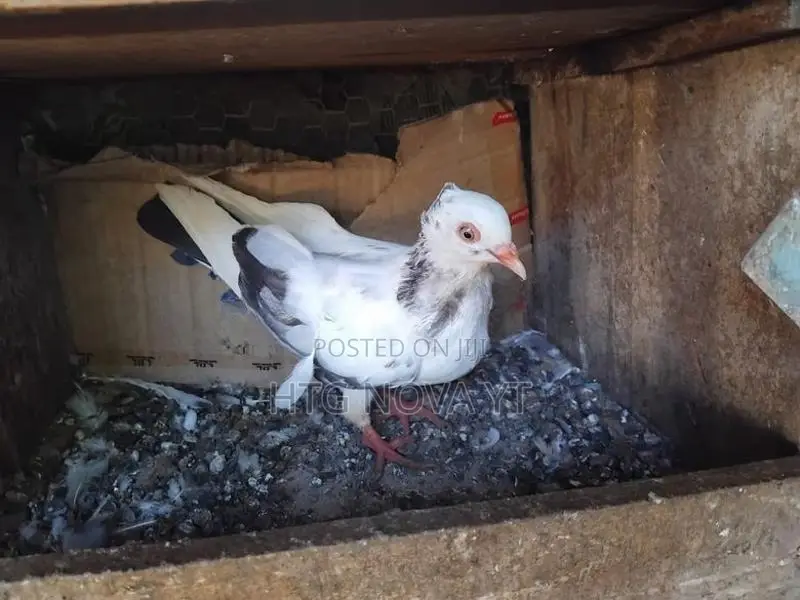 Pigeon