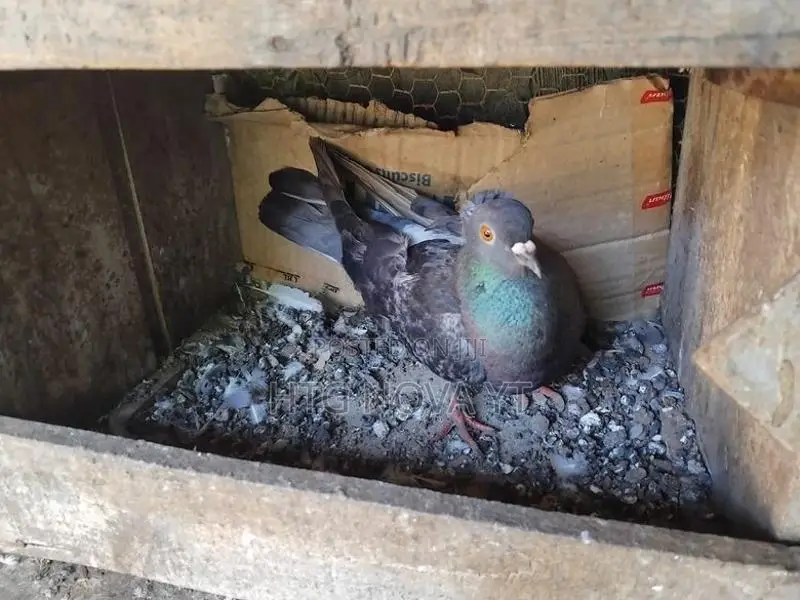Pigeon