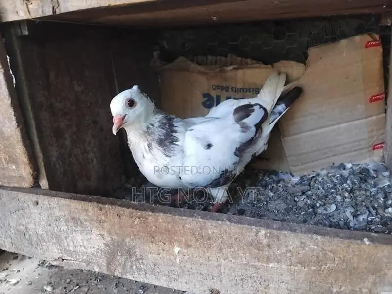 Pigeon