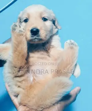Golden Retriever Puppy