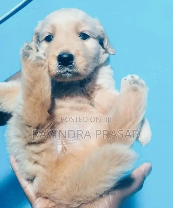 Golden Retriever Puppy