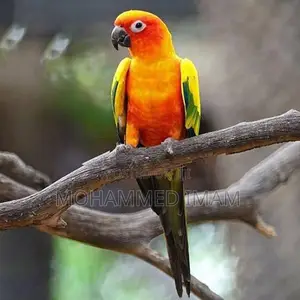 Sun Conure Birds