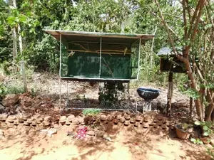 Bird Cage
