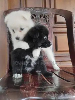 Lion Pomeranian Puppy