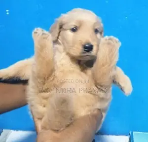 Golden Retriever Puppy