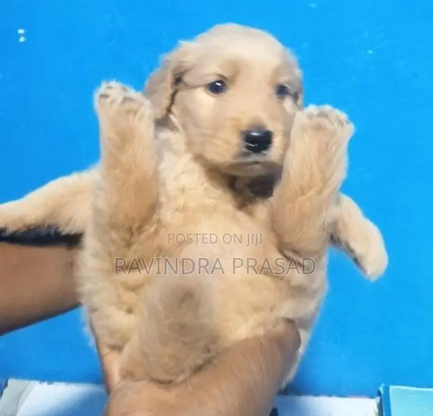 Golden Retriever Puppy