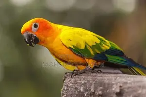 Sun Conure Birds