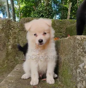 Lion Pomeranian Puppy