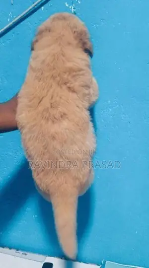 Golden Retriever Puppy