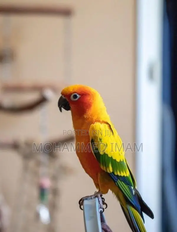 Sun Conure Birds
