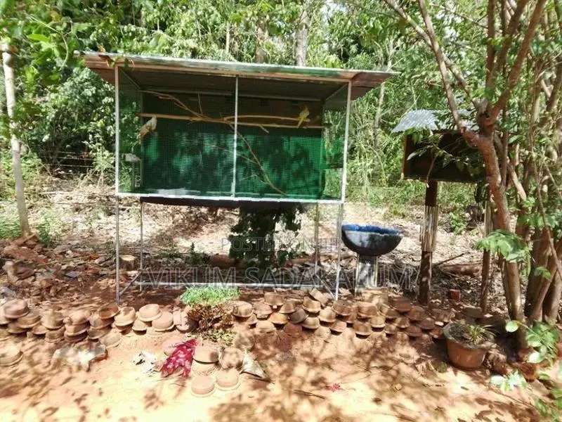 Bird Cage