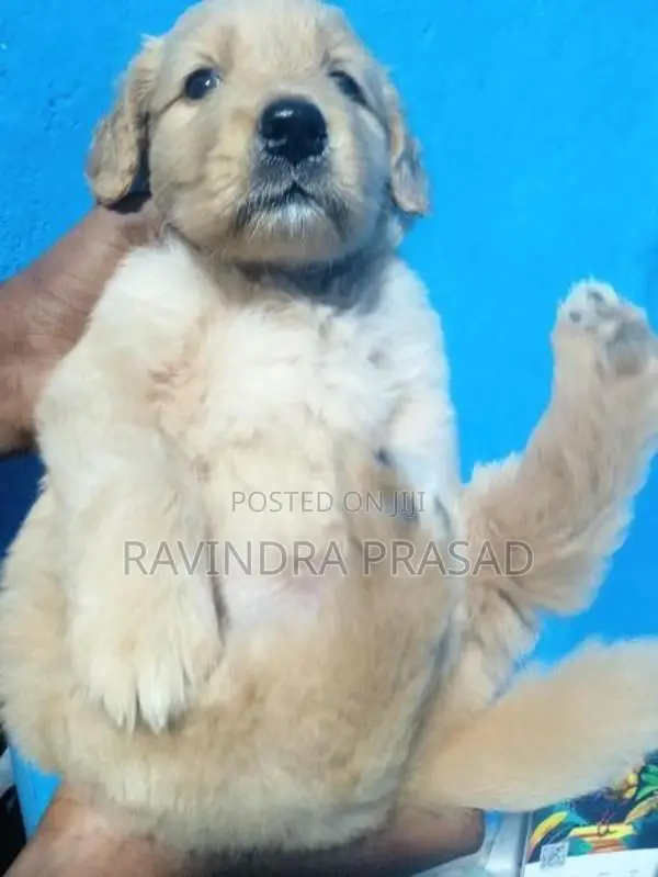 Golden Retriever Puppy