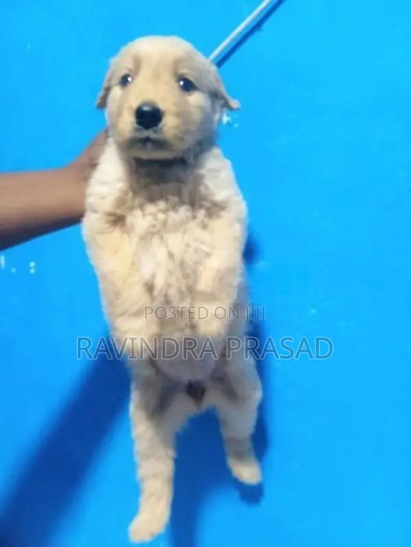 Golden Retriever Puppy