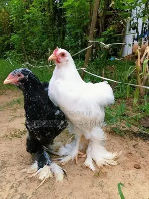 Brama Chickens