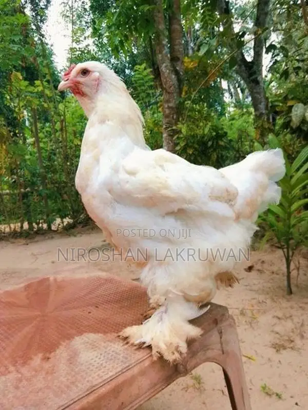 Brama Chickens