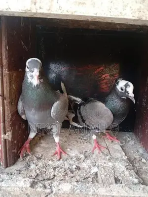 Timing pegions
