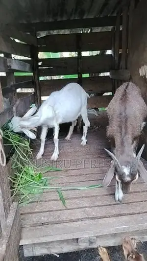 Sanhan goat