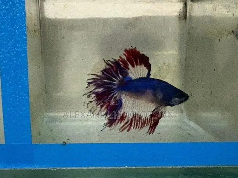 Fighter Betta Fish