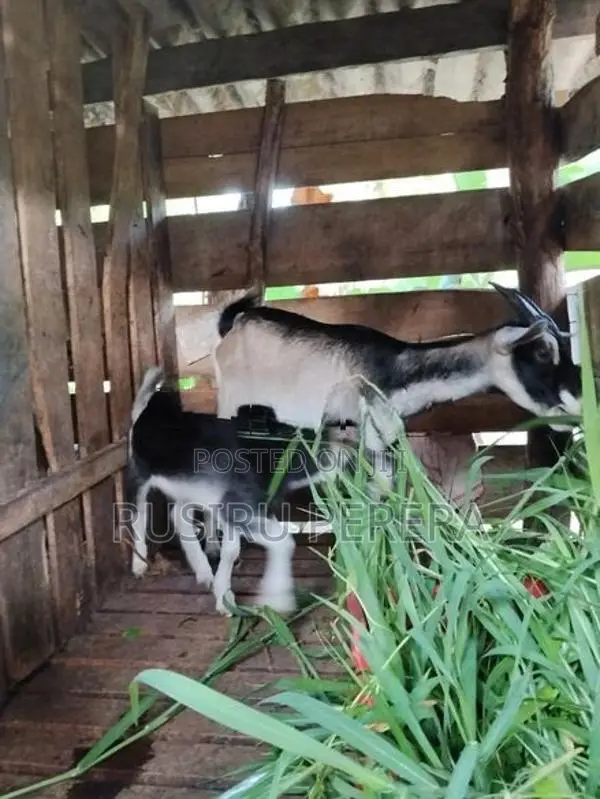 Sanhan goat