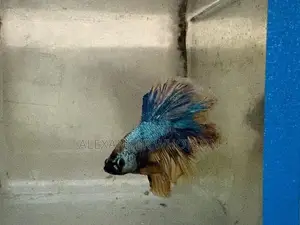 Fighter Betta Fish